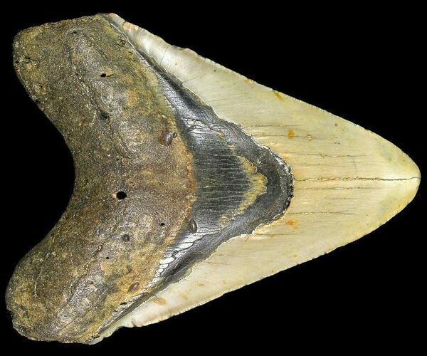 A 5.18" Megalodon shark tooth found off the coast of North Carolina.